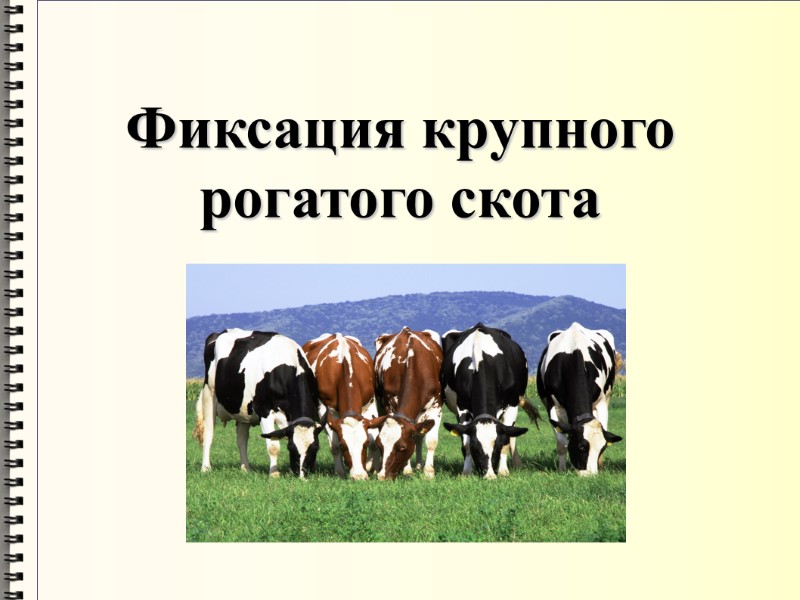 Фиксация крупного рогатого скота